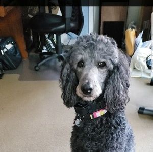 Meet your Posher, Tracy